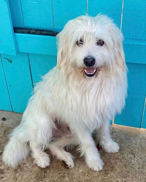 Photo of Bones, adoptable Tibetan Terrier in Newport Beach, California