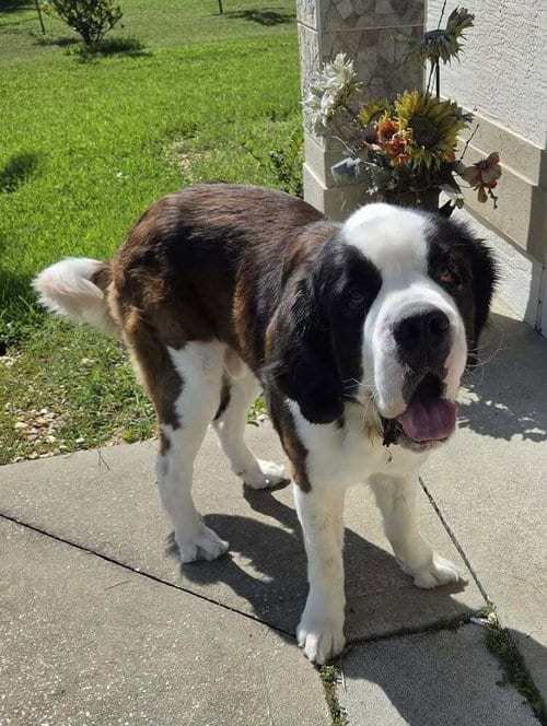 Photo of Walker, adoptable Saint Bernard in St. Augustine, Florida