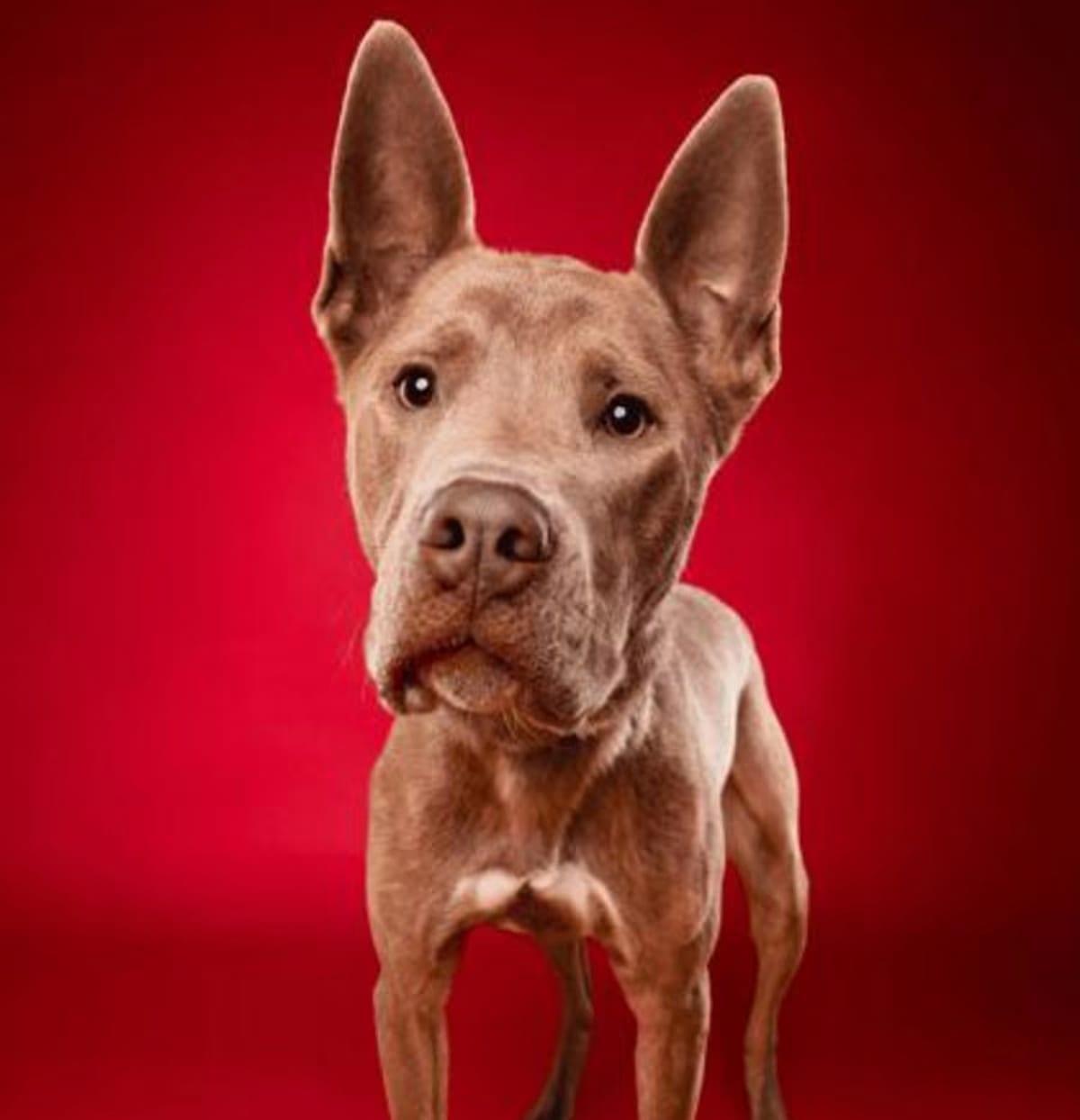 Photo of Flint, adoptable American Pit Bull Terrier/German Shepherd Dog in Phoenix, Arizona