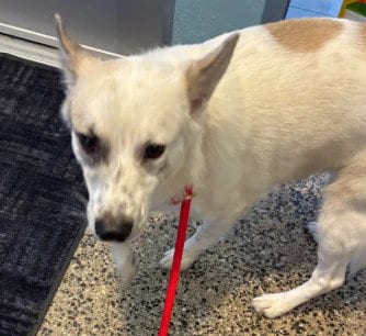 Photo of Churro, adoptable Australian Cattle Dog/Blue Heeler in Tracy, California