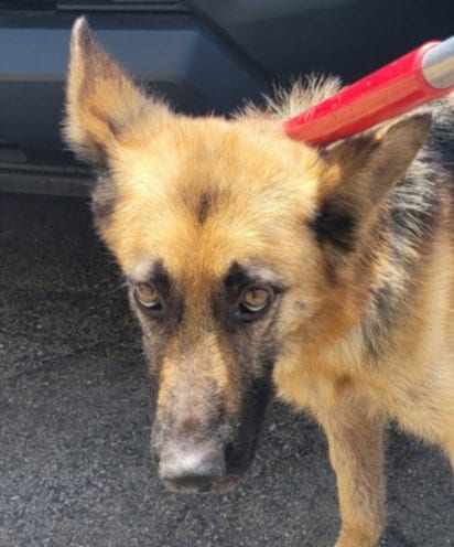 Photo of Lassie, adoptable German Shepherd Dog in Los Angeles, California