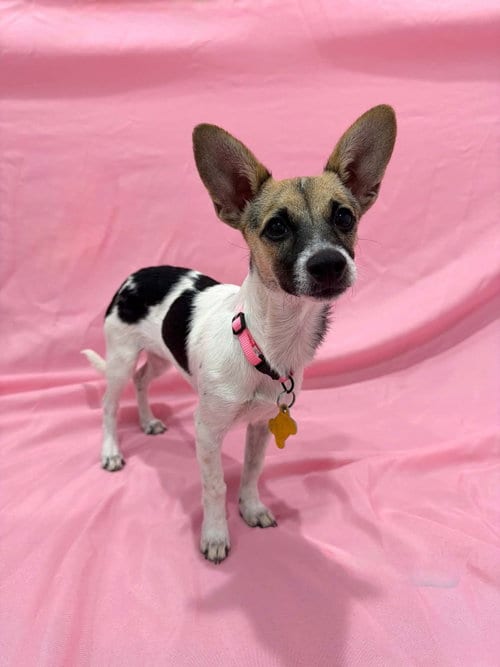 Photo of Caprie, adoptable Chihuahua in Sandy, Utah