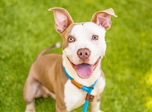 Photo of Sand, adoptable Pit Bull Terrier in San Jose, California