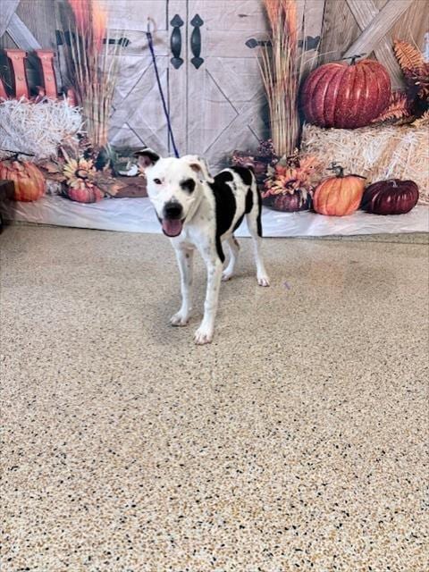 Photo of Annabell, adoptable Terrier in Miami, Florida