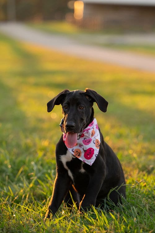 Photo of Winnie, adoptable Great Dane in Mooresville, North Carolina
