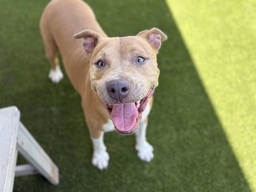 Photo of Nena, adoptable Pit Bull Terrier in St. Cloud, Florida