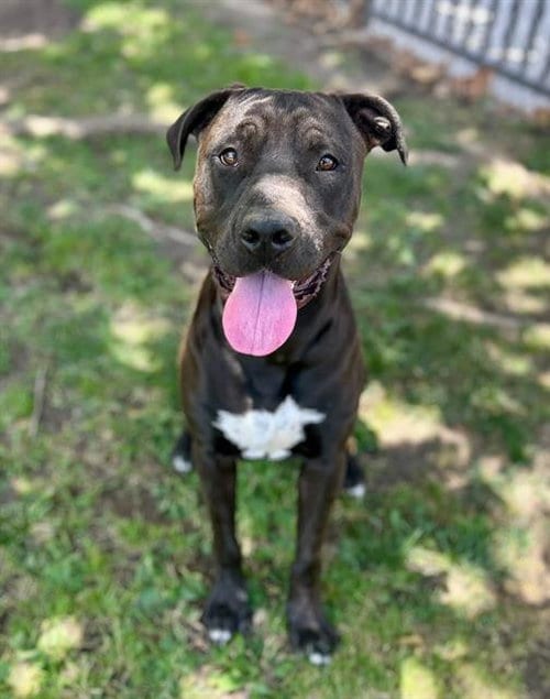 Photo of Sean, adoptable Pit Bull Terrier in Riverside, California