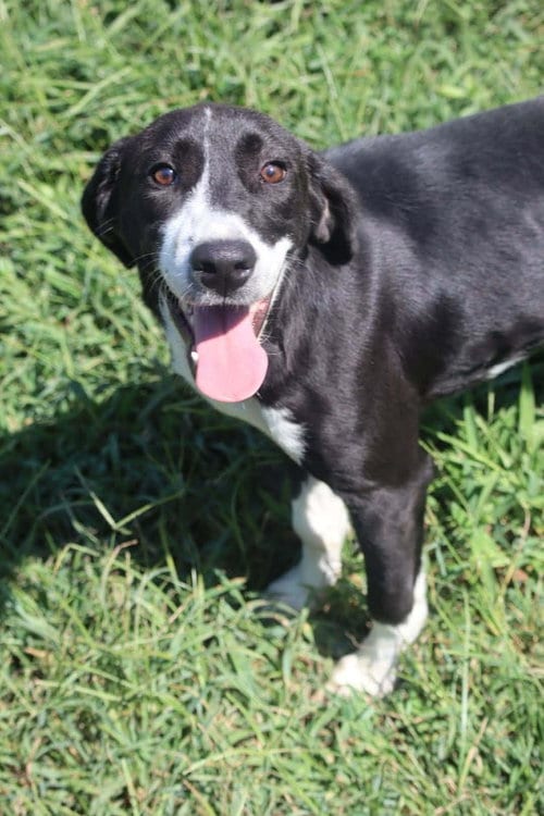 Photo of Fred, adoptable Labrador Retriever in garner, North Carolina