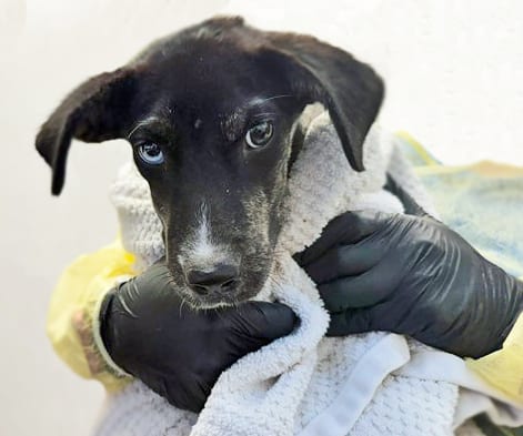 Photo of Riley, adoptable dog