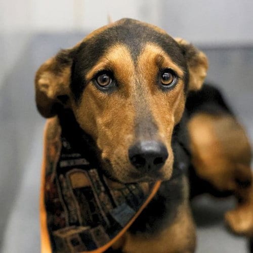 Photo of Lucy, adoptable Hound in San Antonio, Texas