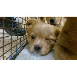 Photo of Shiela, adoptable Chihuahua in Doral, Florida