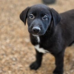 Photo of Annie JuM, adoptable German Shepherd Dog Mixed Breed (Medium) in Baltimore, Maryland