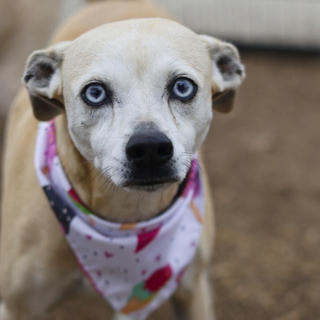 Photo of Farrah, adoptable dog in San Antonio, Texas