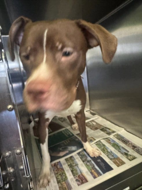 Photo of Ducky, adoptable Pit Bull Terrier in Los Angeles, California