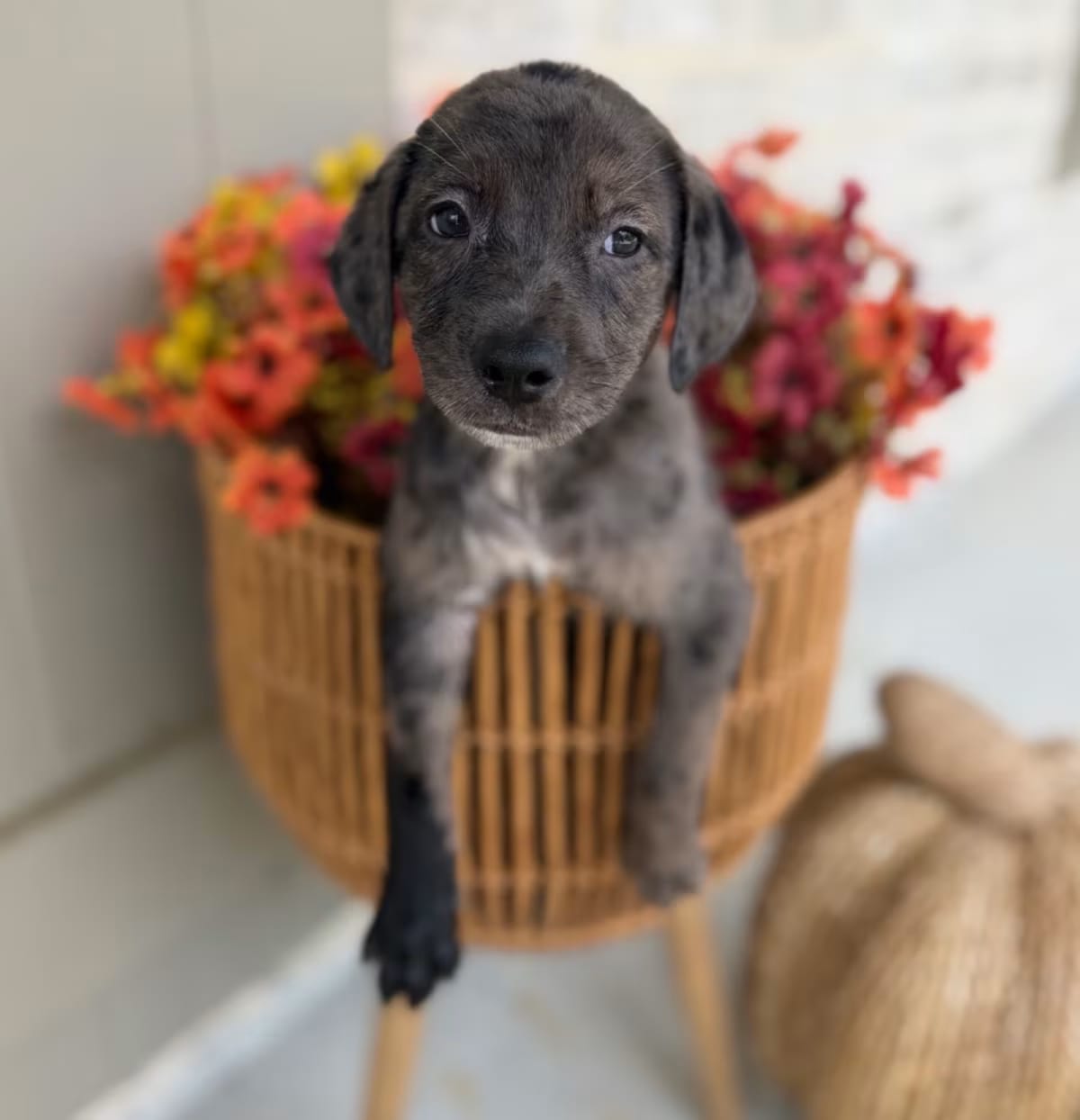 Photo of Joey, adoptable Catahoula Leopard Dog/Mixed Breed (Medium) in Baton Rouge, Louisiana