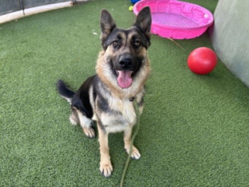 Photo of Star, adoptable German Shepherd Dog in Van Nuys, California
