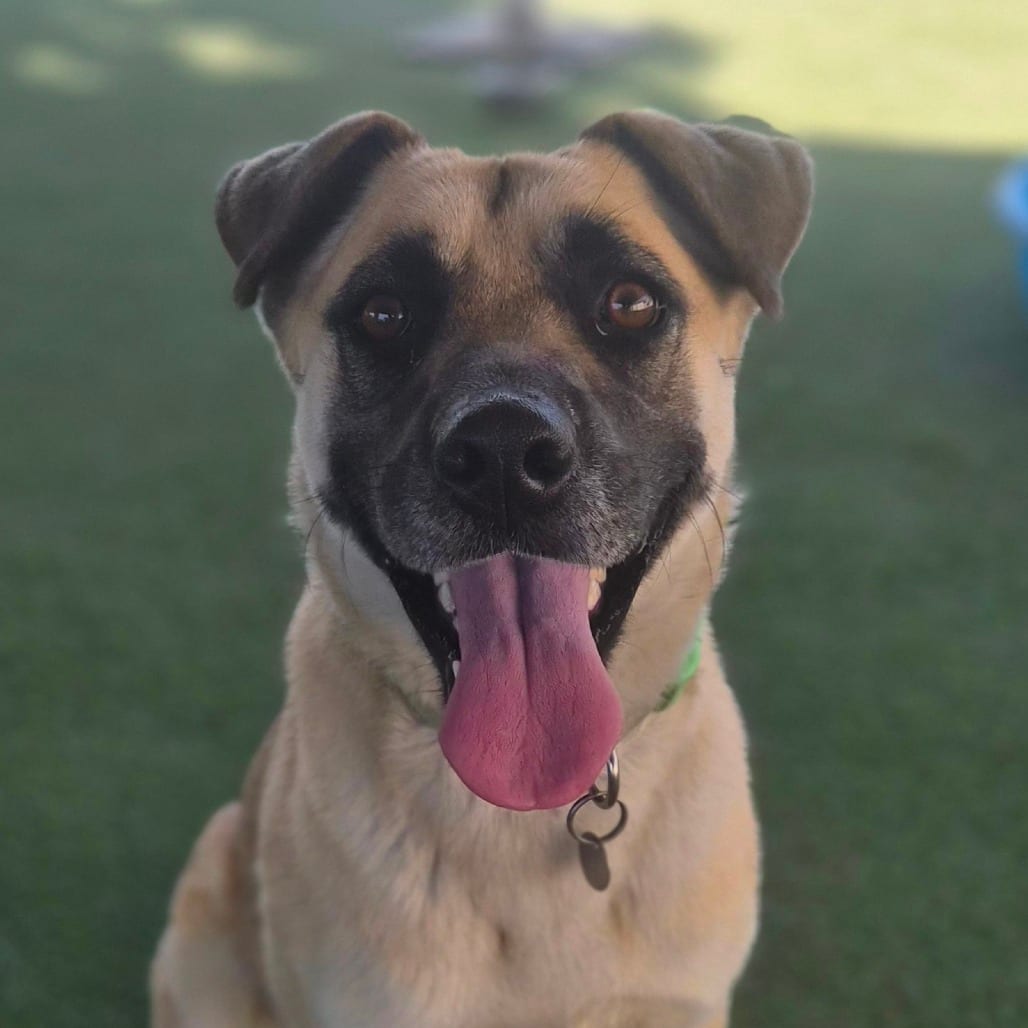 Photo of Azalea, adoptable Shepherd / Mixed Breed (Medium) in Riverside, California