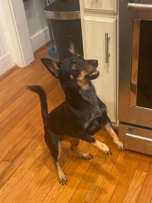 Photo of Elaine, adoptable Miniature Pinscher in Mobile, Alabama