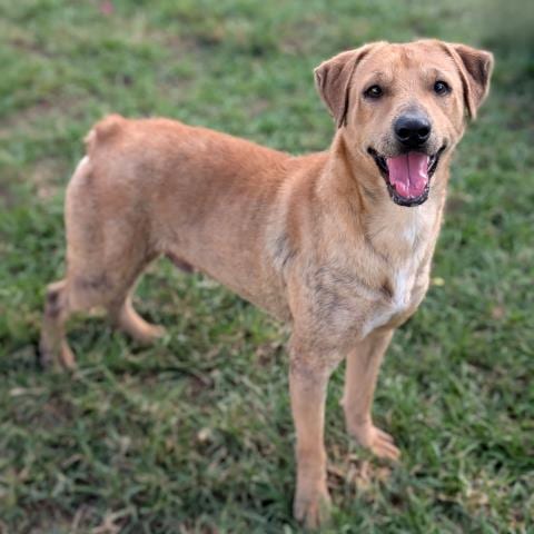 Photo of Figaro, adoptable Pit Bull Terrier in Conroe, Texas