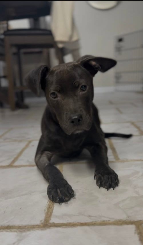 Photo of Madonna, adoptable Labrador Retriever in Jacksonville, North Carolina