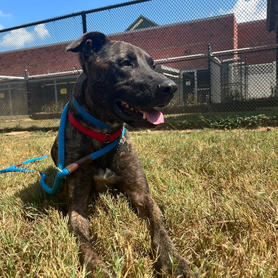 Photo of Van Halen, adoptable Mixed Breed (Medium) in Chattanooga, Tennessee
