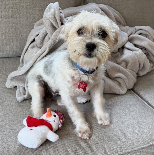 Photo of Pumpkin, adoptable Maltese in Grafton, Wisconsin