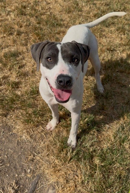 Photo of Spooky, adoptable Pit Bull Terrier in Conroe, Texas