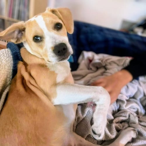 Photo of April, adoptable Unknown breed in Oakland, California