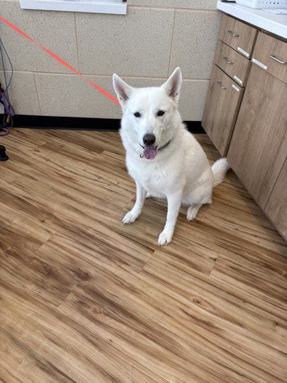 Photo of Molly, adoptable Husky in Rowlett, Texas