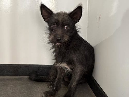 Photo of A256533, adoptable Cairn Terrier in Visalia, California
