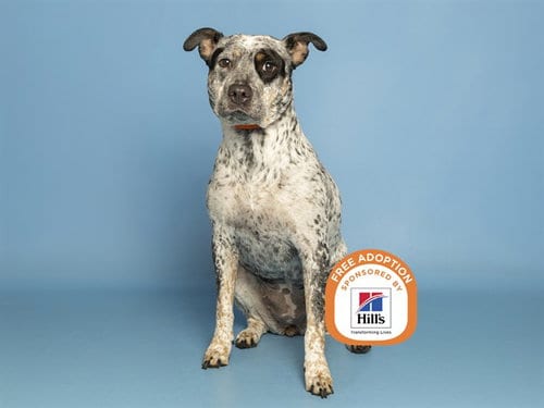 Photo of Roxie, adoptable Australian Cattle Dog/Blue Heeler in Phoenix, Arizona
