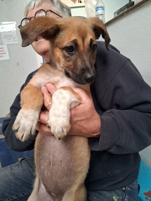 Photo of Libby, adoptable German Shepherd Dog in Mountainair, New Mexico