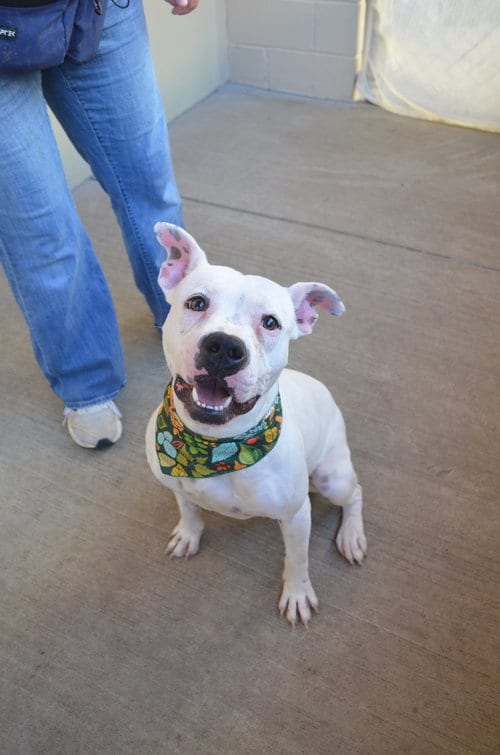 Photo of Casper, adoptable American Pit Bull Terrier in McKinney, Texas
