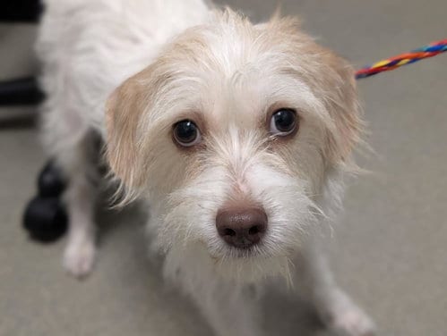 Photo of Ice Cream, adoptable Terrier in Las Vegas, Nevada