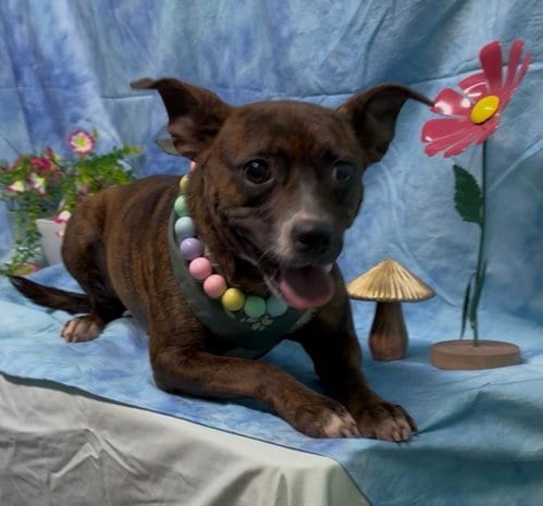 Photo of Nala, adoptable Terrier in Wetumpka, Alabama