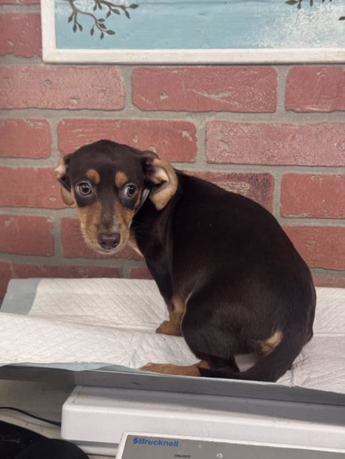 Photo of Mocha, adoptable Chihuahua in Houston, Texas