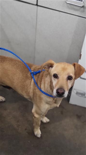 Photo of Benny, adoptable Mixed Breed