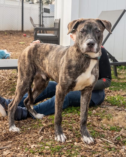 Photo of Dale, adoptable dog in Chamblee, Georgia