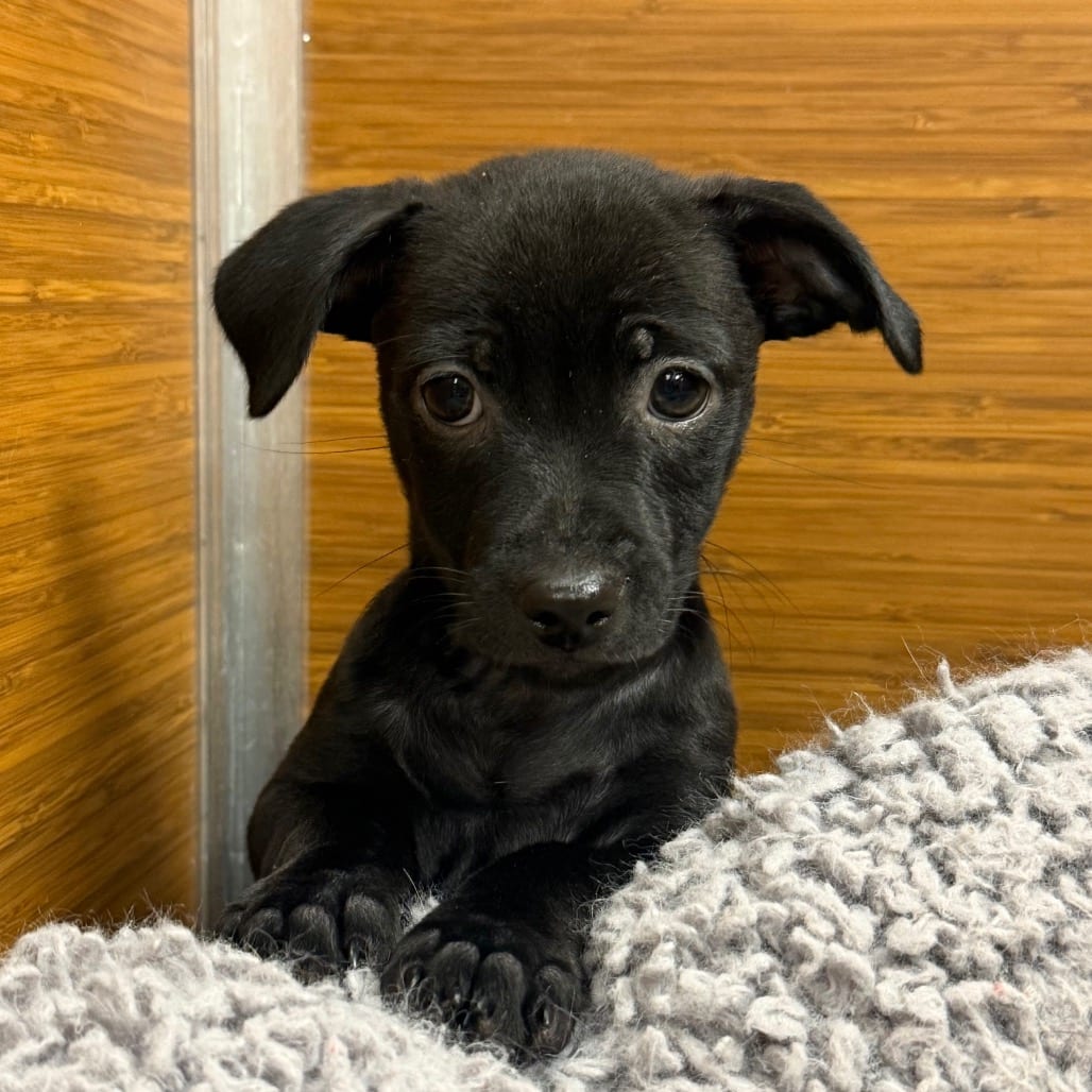 Photo of Onyx, adoptable Chihuahua / Mixed Breed (Small) in Central Texas, Texas