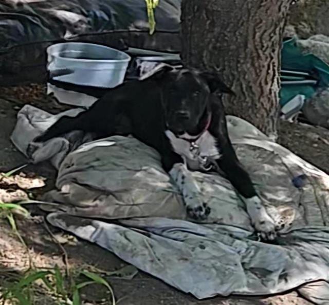 Photo of Max, adoptable dog in San Antonio, Texas