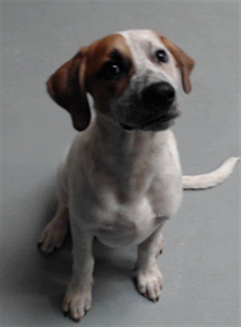 Photo of Spanky, adoptable Border Collie in Fayetteville, North Carolina