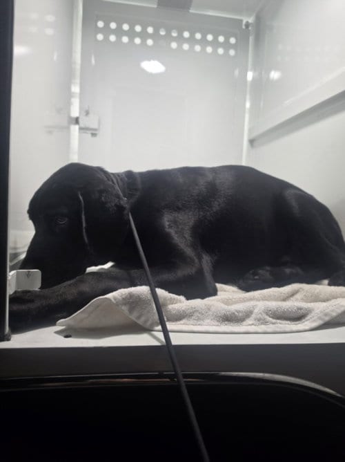 Photo of Ace, adoptable Labrador Retriever in Los Angeles, California