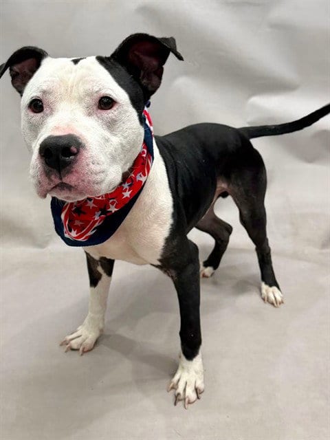 Photo of Shadow, adoptable Terrier in Sanford, Florida