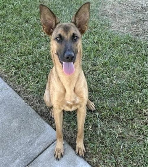 Photo of Sunny, adoptable German Shepherd Dog in Houston, Texas