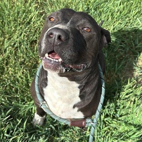 Photo of Pete, adoptable American Pit Bull Terrier in Yreka, California
