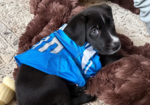 Photo of Arlo, adoptable Shepherd in Clarkston, Michigan