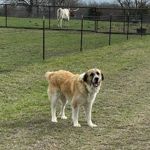 Photo of Hannah, adoptable Great Pyrenees in Whitewright, Texas