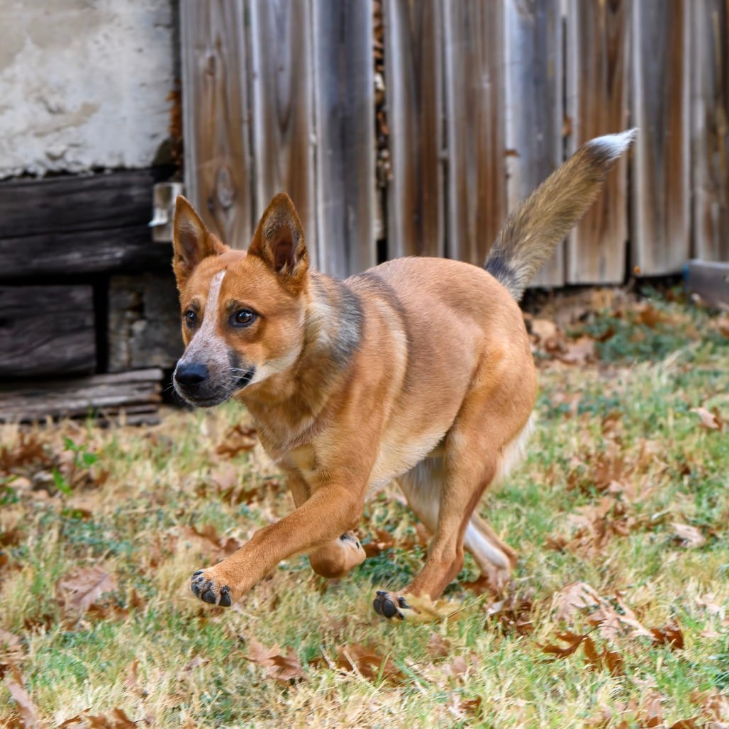Photo of Templeton, adoptable Cattle Dog, Australian (Red Heeler) / Mix in Weatherford, Texas