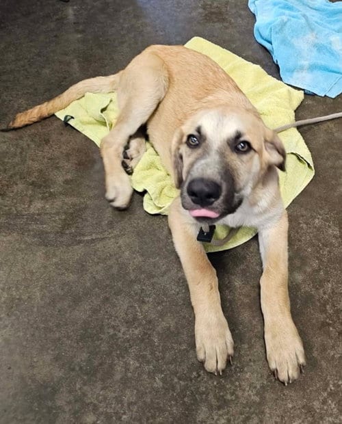 Photo of Porter, adoptable Anatolian Shepherd in Rockwall, Texas