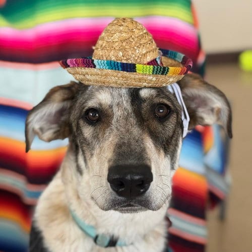 Photo of Rumble, adoptable Shepherd in Mundelein, Illinois
